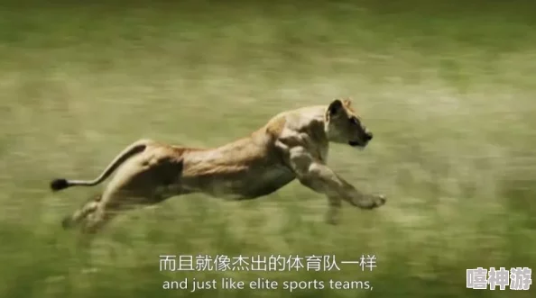 欧美种人禽交：探讨人类与动物之间的伦理界限及其影响因素与社会反响