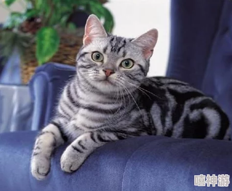 新版猫咪短视频软件上线，新增多种互动功能与特效，让爱猫人士尽享创作乐趣！