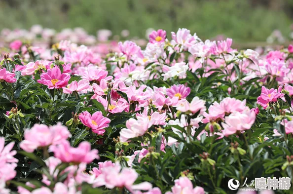 香软玉滑(林芍药)盛开季节来临，花海绚烂吸引游客纷至沓来，感受自然之美与芬芳气息