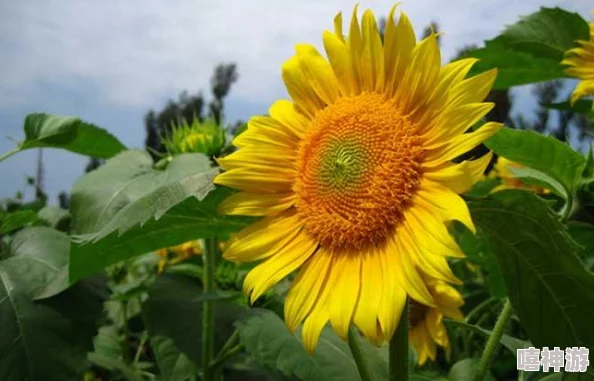 花老王植物图鉴：如何才能更好地保卫向日葵？